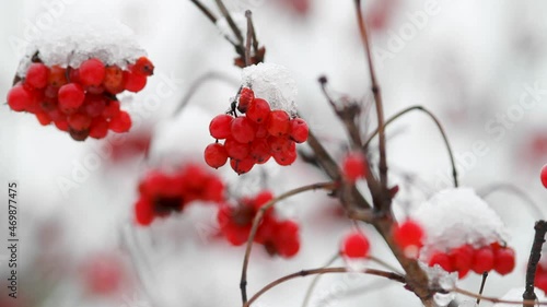 The winter wind shakes a rowan branch with red berries in the garden. There is snow on the berries. photo