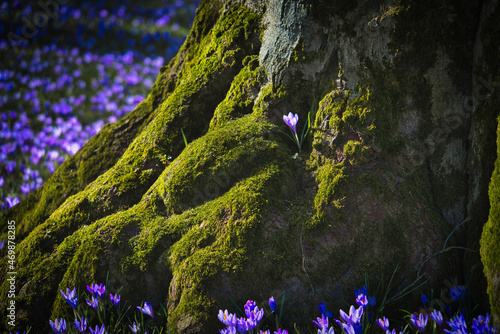 Krokusse in Heide photo