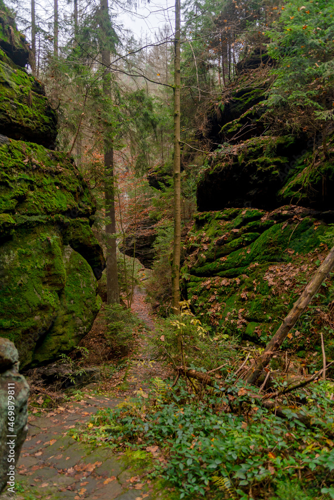 A stone, a boulder overgrown with moss. Forest landscape. Nature and wildlife. Cloudy, foggy day. Dark forest.