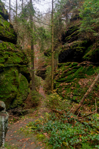 A stone  a boulder overgrown with moss. Forest landscape. Nature and wildlife. Cloudy  foggy day. Dark forest.