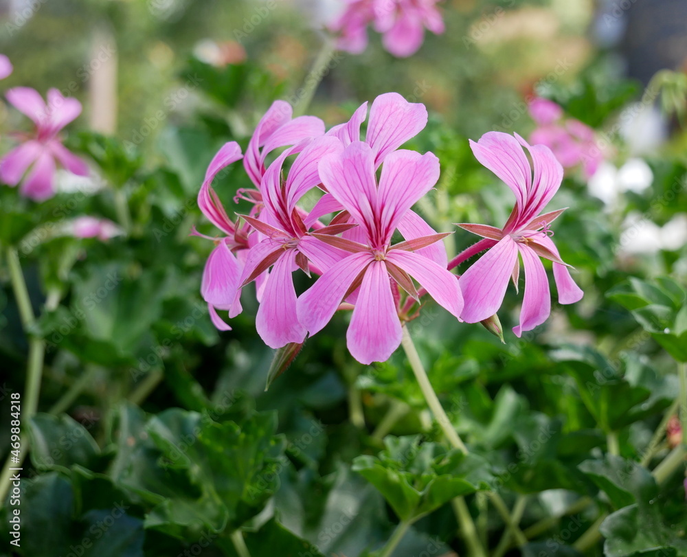 Geranios color rosa Geranios color rosa