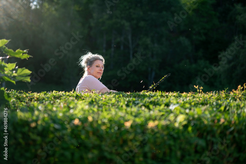 Woman pruning hedge photo