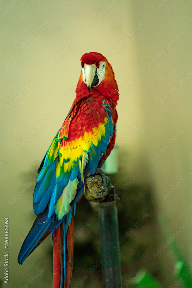 A beautiful parrot perched calmly on a stick. Mostly found in tropical and subtropical regions