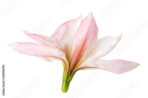 Hippeastrum Amaryllis Sonatini Pink Rascal Stock Photo