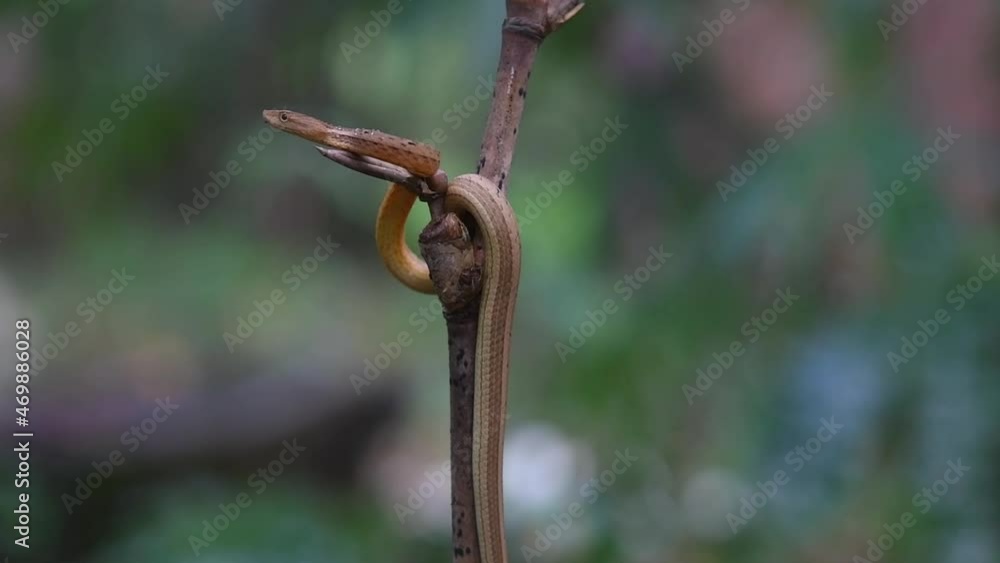 Perched on a bamboo twig moving and adjusting itself while facing towards the left; Common Mock Viper, Psammodynastes pulverulentus, Khao Laem National Park, Thailand; Perched on a bamboo twig moving and adjusting itself while facing towards the left; Common Mock Viper, Psammodynastes pulverulentus, Khao Laem National Park, Thailand;