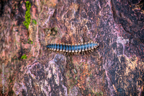 The dragon millipede, another rare wildlife in Thailand. © Boonlert
