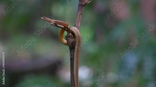 Perched on a bamboo twig moving and adjusting itself while facing towards the left; Common Mock Viper, Psammodynastes pulverulentus, Khao Laem National Park, Thailand; photo