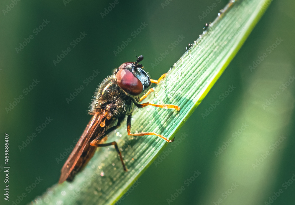 Naklejka premium Summer insects