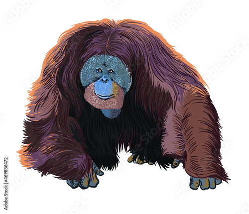 Sumatran orangutan pictures, endangered, wild animal, art.illustration, vector