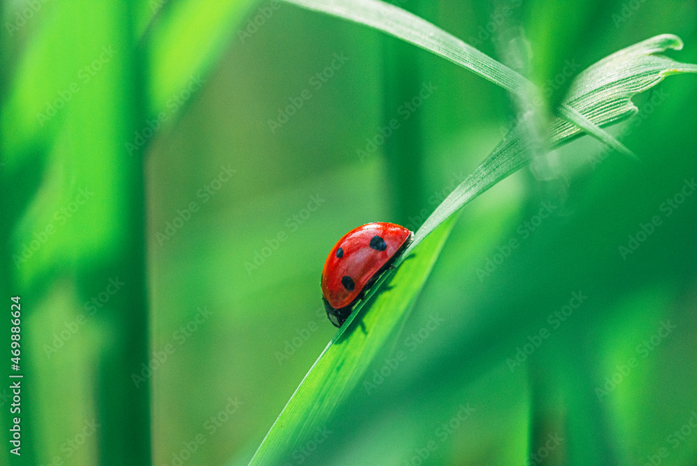 Fototapeta premium Coccinellidae