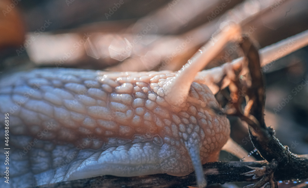 Obraz premium Snail