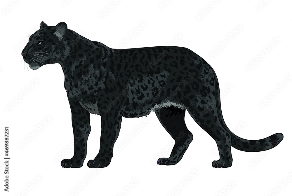 Fototapeta premium Black leopard pictures, rare, wild animal, art.illustration, vector