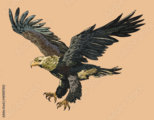 Eastren imperial eagle pictures, wild animal, art.illustration, vector