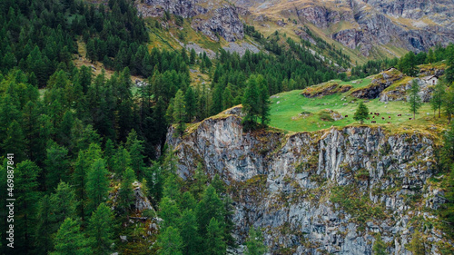 Mountain landscape in the Italian Alps. Aerial view of green coniferous forest, cows graizing on the grassland meadow and mountain peaks in Aosta Valley region of north-western Italy. photo