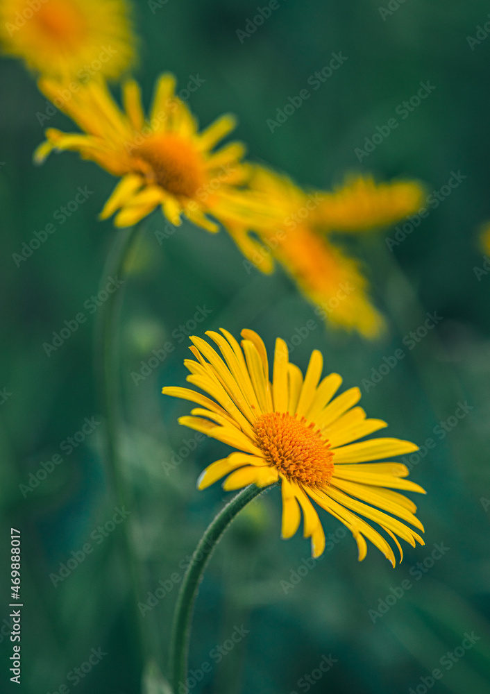 Obraz premium Garden flower