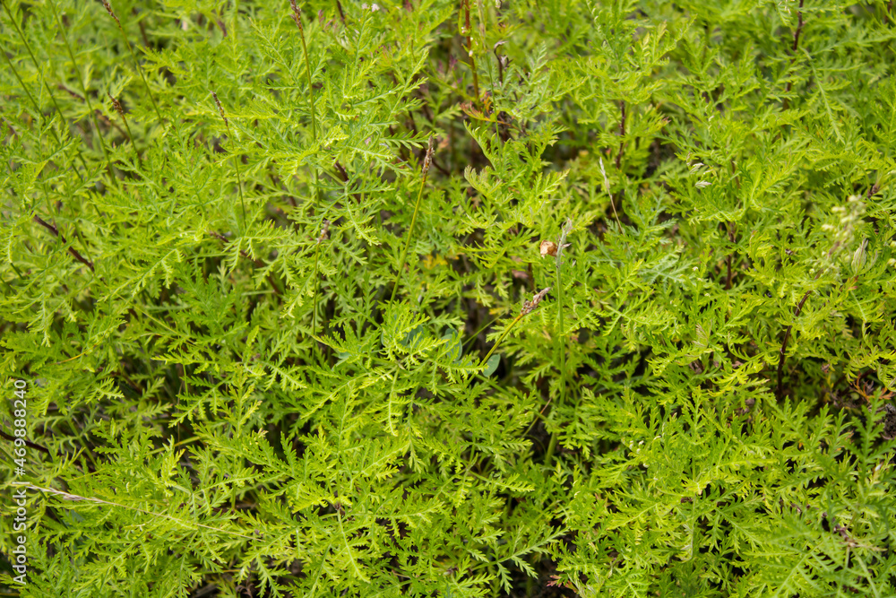 Background from luscious green grass. Many delicate plants with carved leaves. Spider web of wild plants. Place for text Background from luscious green grass. Many delicate plants with carved leaves. Spider web of wild plants. Place for text