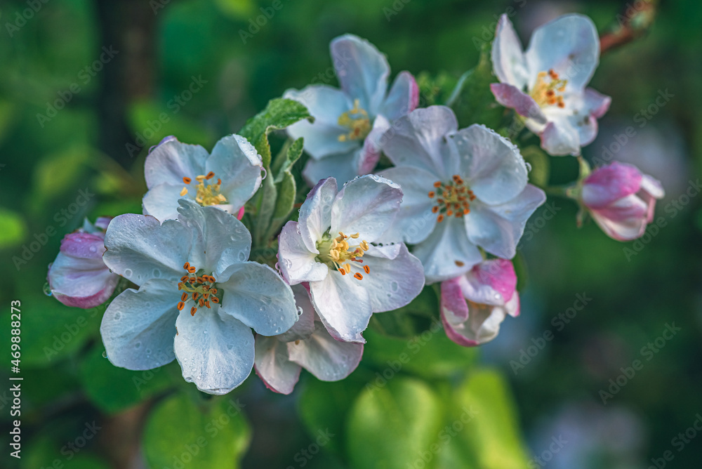 Obraz premium Fruit tree blooming