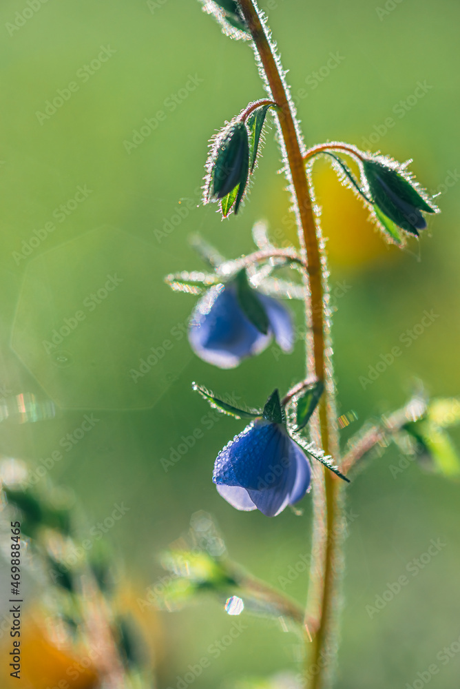 Wild flowers Wild flowers