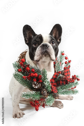 Portrait of a sitting French Bulldog decorated with a Christmas wreath. Isolated white background. celebrating Christmas and New Year with decorations and gifts. Chinese year of the dog.