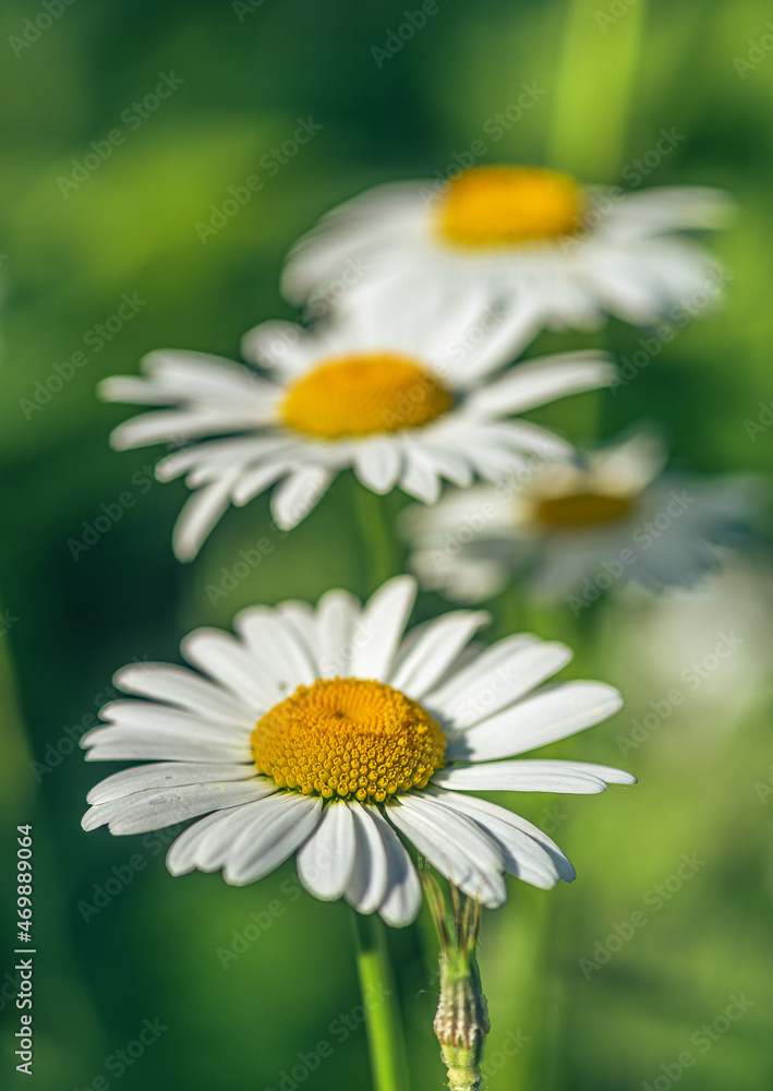 Obraz premium Wild flowers