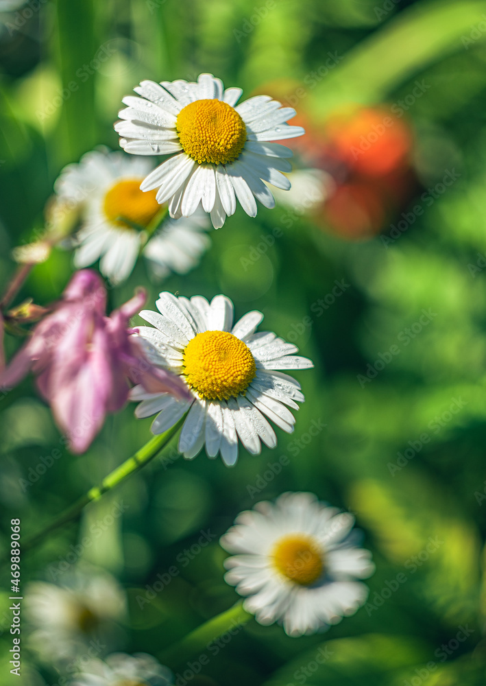 Obraz premium Wild flowers