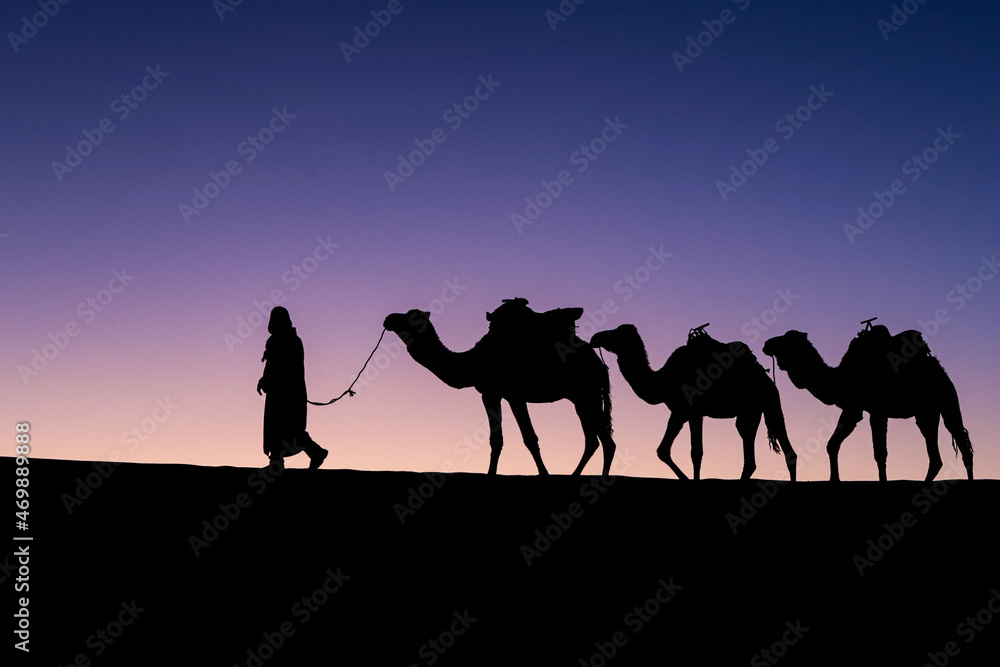 camels in the desert camels in the desert