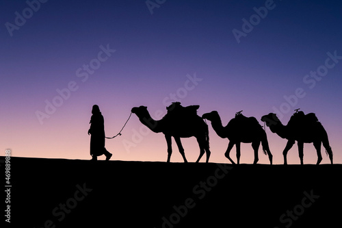 camels in the desert