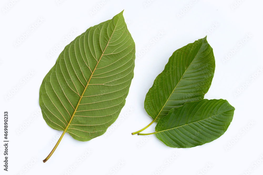 Fototapeta premium Mitragyna speciosa, Fresh kratom leaves on white background