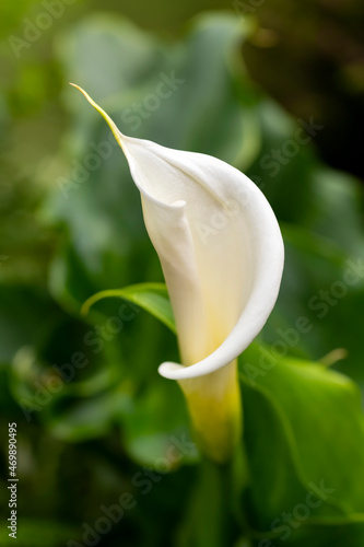 Calla lily or arum lily  Zantedeschia aethiopica   flowering plant in the family Araceae. Single flower inflorescence with a pure white spathe and a yellow spadix in a garden in Funchal Madeira.