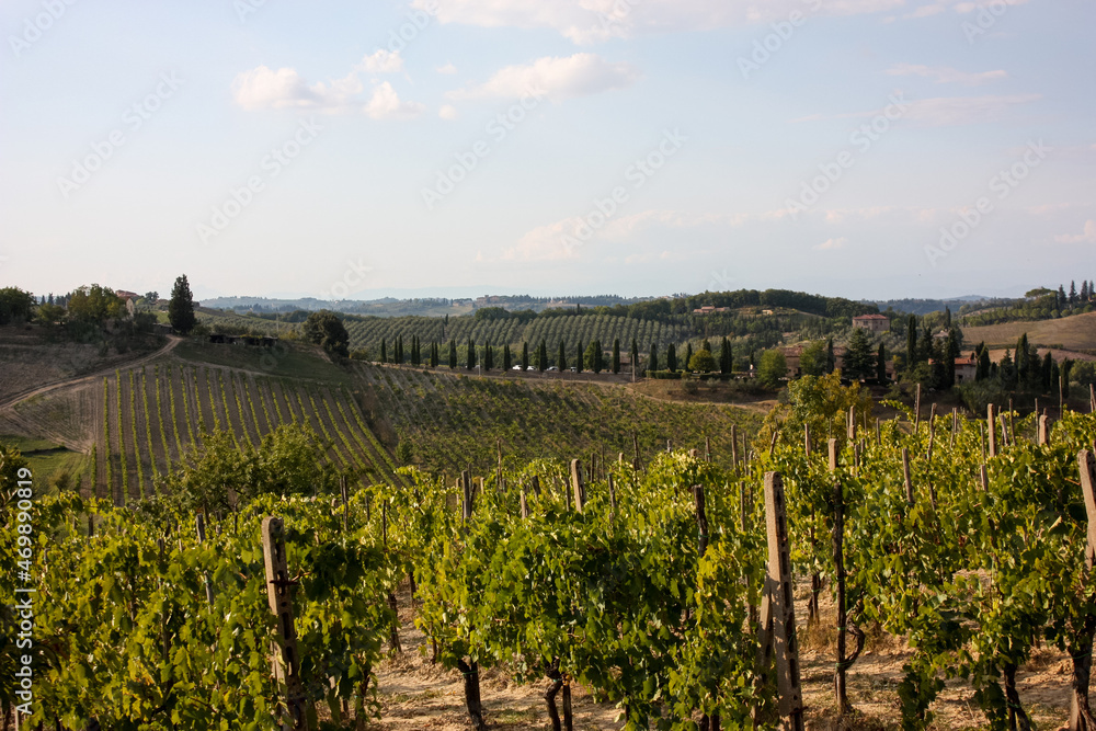 Słoneczne popołudnie w Toskanii. Winnice. Uprawa winorośli.