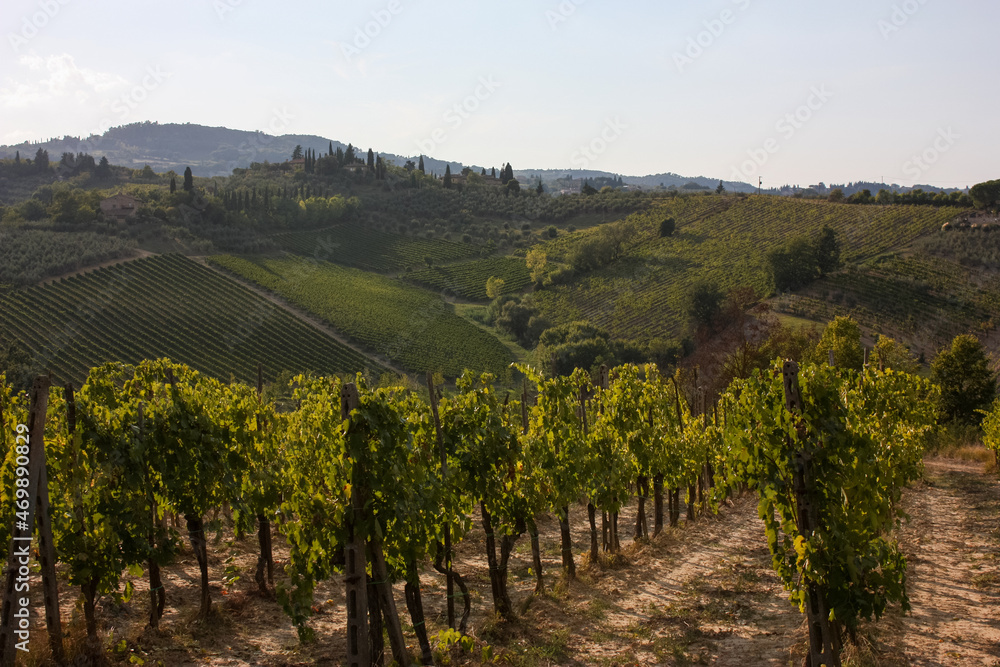 Naklejka premium Słoneczne popołudnie w Toskanii. Winnice. Uprawa winorośli.