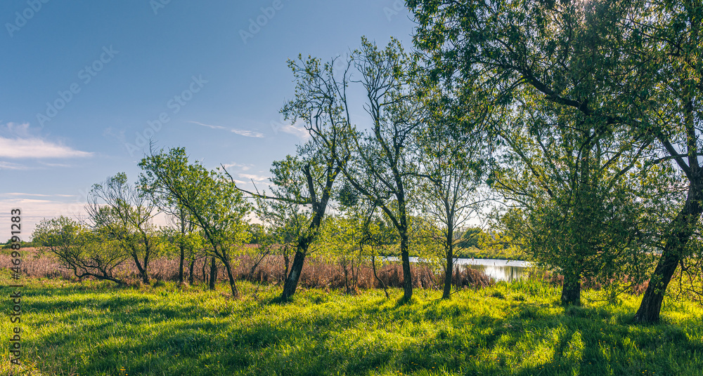 Summer landscape Summer landscape