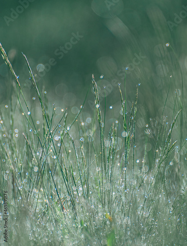 Spring morning dew