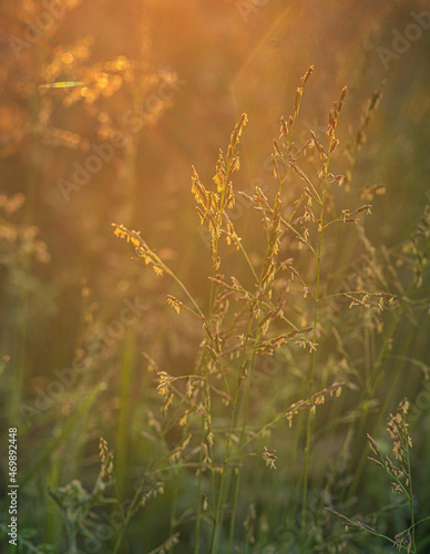 Morning nature in sunlight and dew