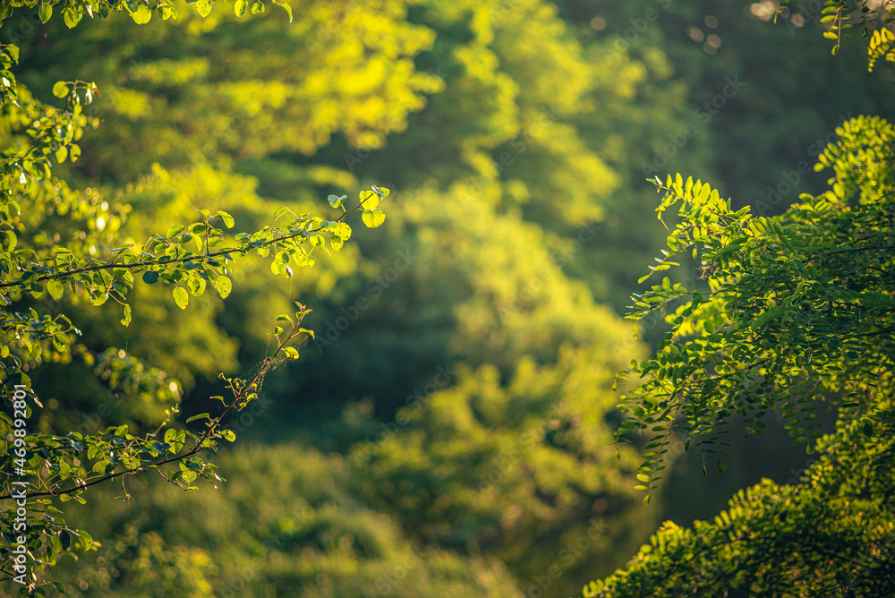 Spring evening landscape Spring evening landscape