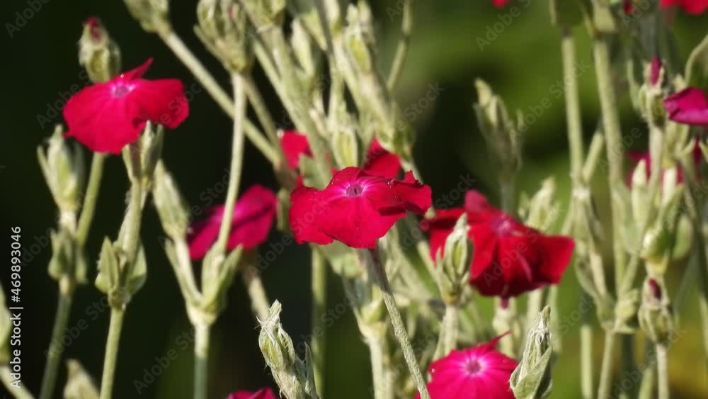 small red flowers on a blurred green background. natural sound small red flowers on a blurred green background. natural sound