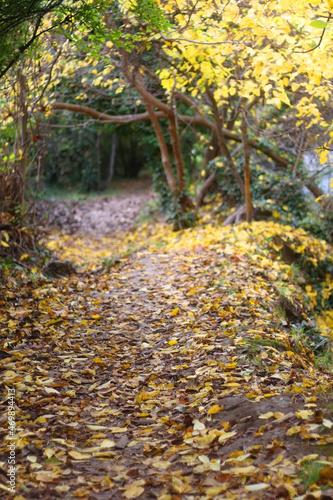 Fallen autumn leaves in the forest. Selective focus.