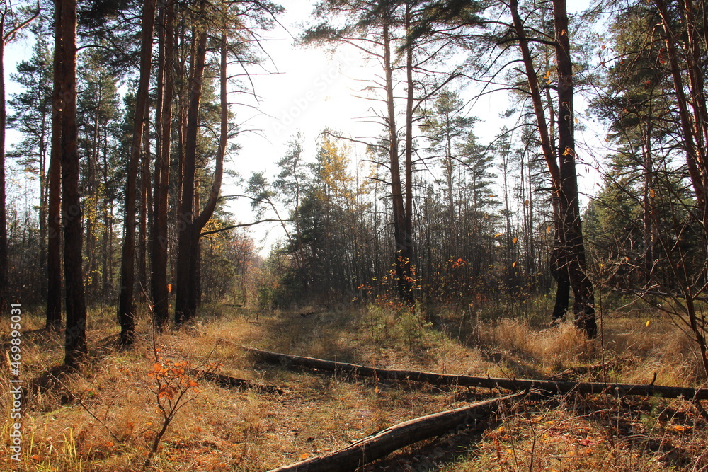Obraz premium path in the forest