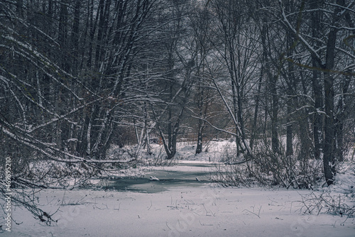 Winter forests