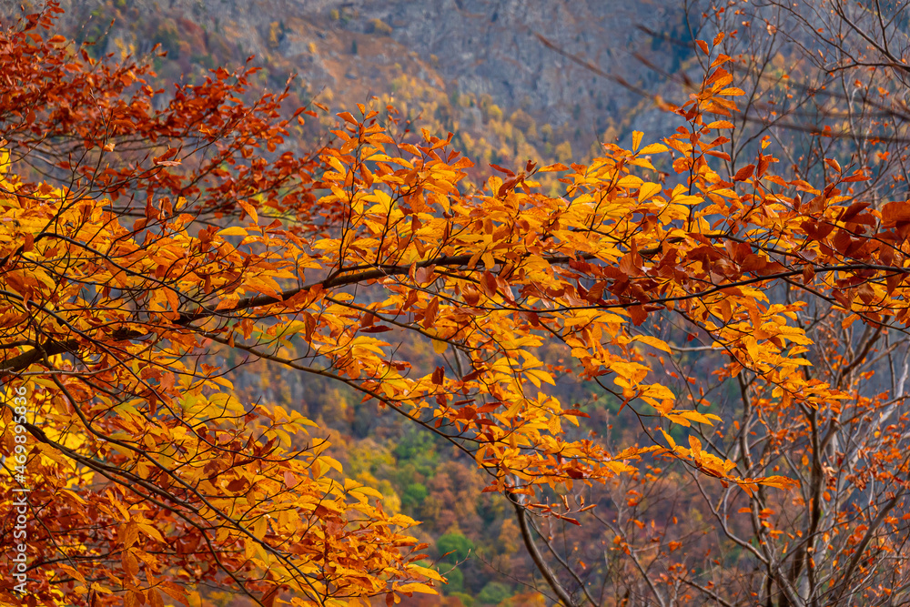 Autumn details and textures with orange, yellow and red color shades. Nature photography used for backgrounds and season specific subject. Forest are so important for combating the climate change. Autumn details and textures with orange, yellow and red color shades. Nature photography used for backgrounds and season specific subject. Forest are so important for combating the climate change.