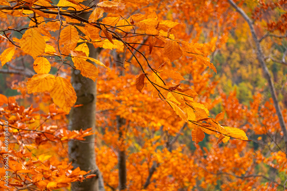 Autumn details and textures with orange, yellow and red color shades. Nature photography used for backgrounds and season specific subject. Forest are so important for combating the climate change.