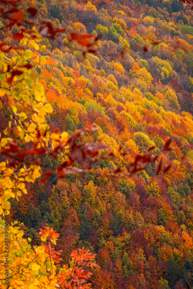 Autumn details and textures with orange, yellow and red color shades. Nature photography used for backgrounds and season specific subject. Forest are so important for combating the climate change. Autumn details and textures with orange, yellow and red color shades. Nature photography used for backgrounds and season specific subject. Forest are so important for combating the climate change.