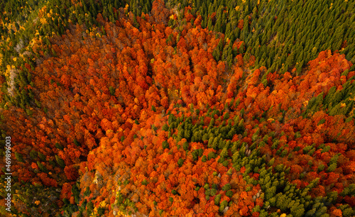 Autumn details and textures with orange, yellow and red color shades. Nature aerial photo used for backgrounds and season specific subject. Forest are so important for combating the climate change. photo