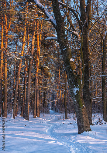 Snowy forest © ghostdom