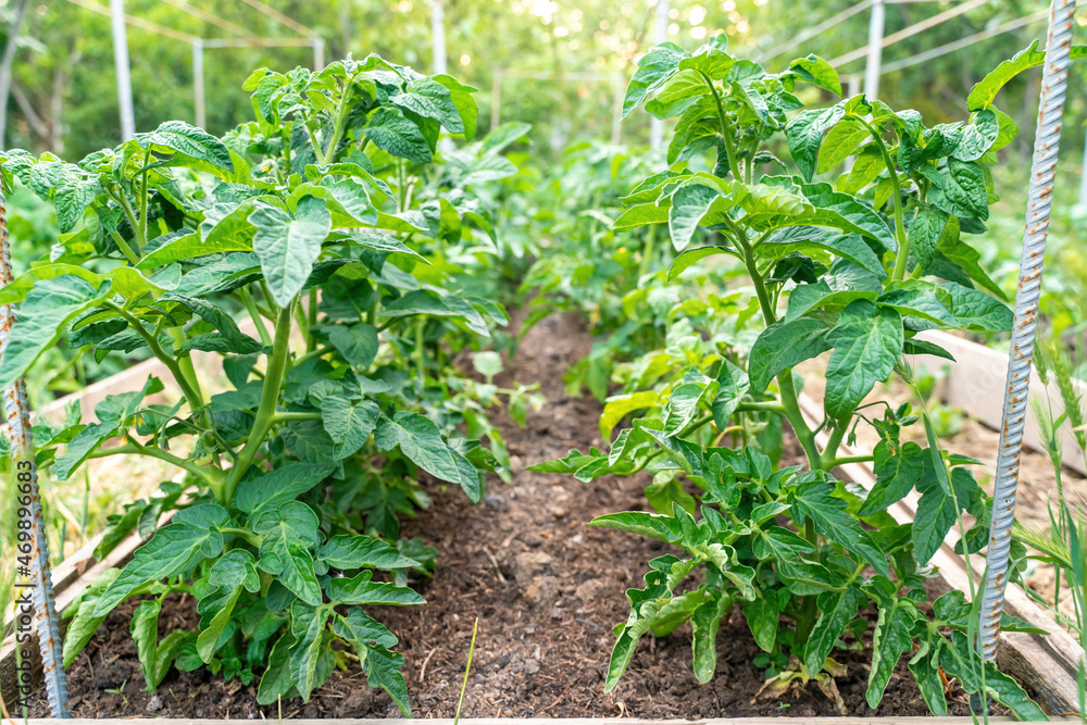 Tomato plants growing outdoors in a garden Tomato plants growing outdoors in a garden