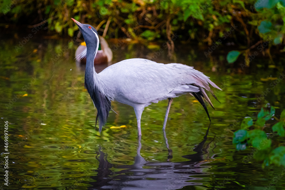Naklejka premium demoiselle crane