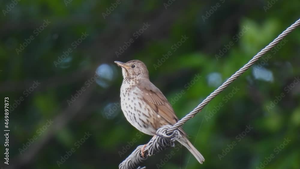 song thrush (turdus philomelos) sitting on a wire in the forest on a blurred green background song thrush (turdus philomelos) sitting on a wire in the forest on a blurred green background