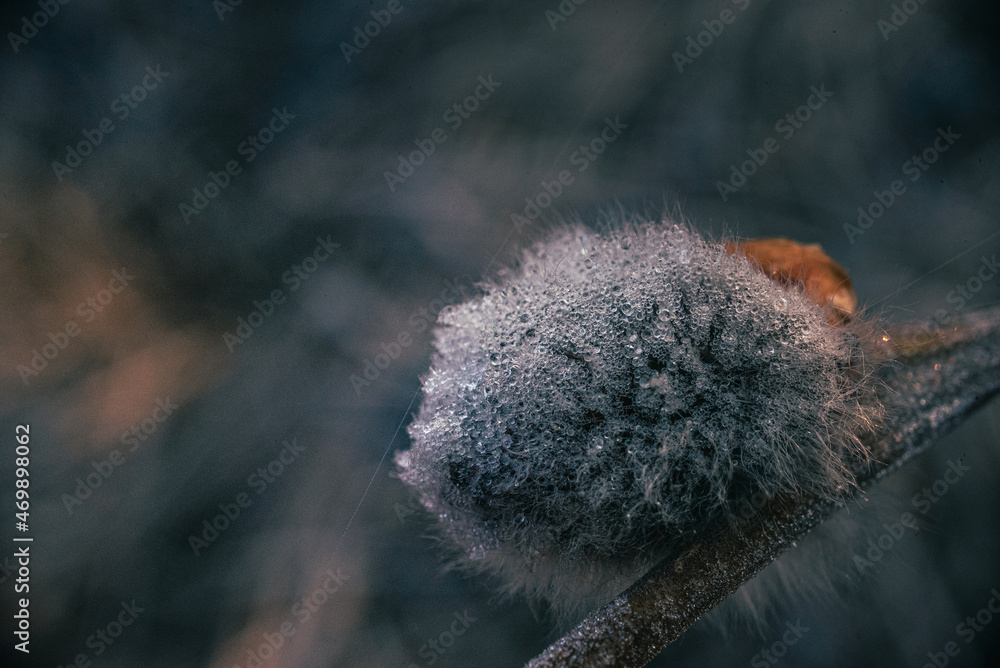 Obraz premium Ice in winter