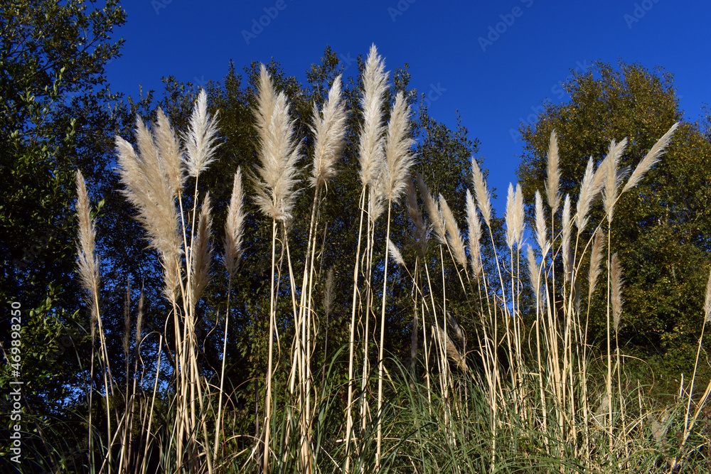The pampas grass (Cortaderia Selloana) is a very common invasive plant