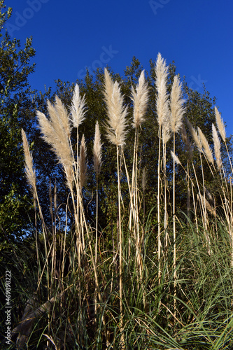 The pampas grass (Cortaderia Selloana) is a very common invasive plant